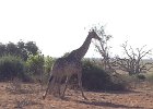 Giraffe in the way